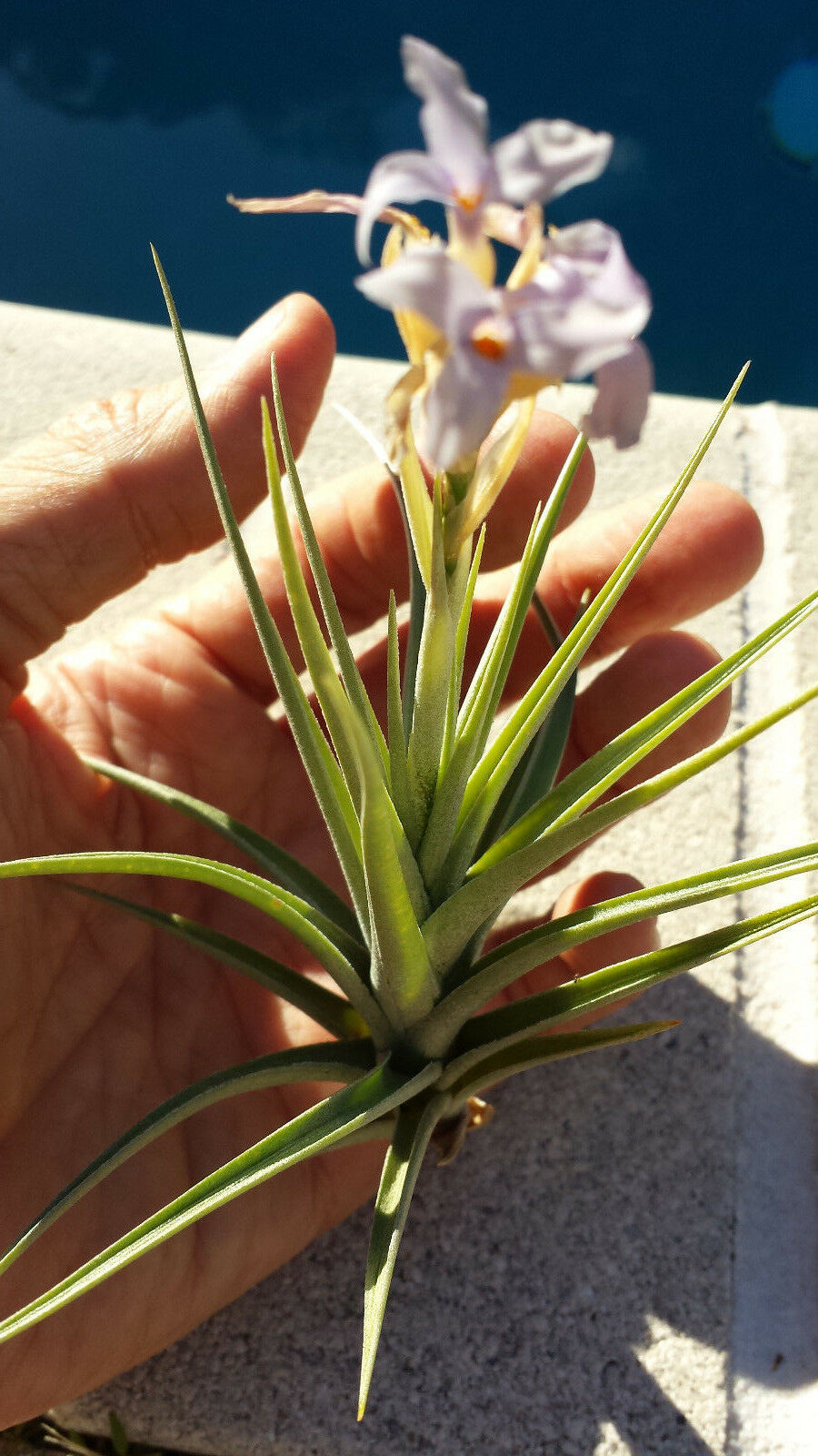 bergeri air plant Bromeliad Tillandsia bergeri large size Tropical Air Plant