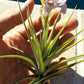 Bromeliad Tillandsia bergeri colony small size Tropical Air Plants