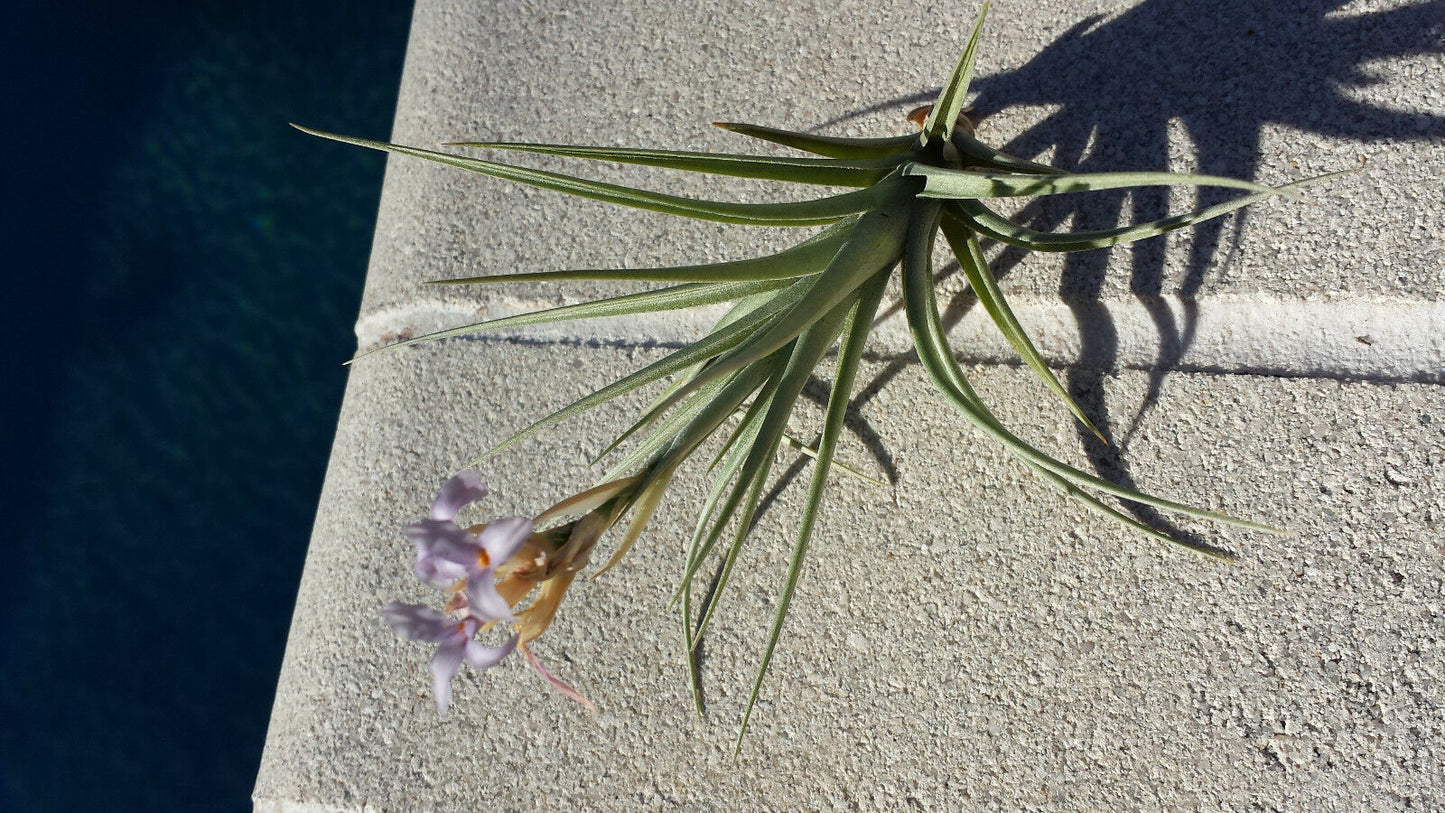 Bromeliad Tillandsia bergeri single Exotic Tropical Air