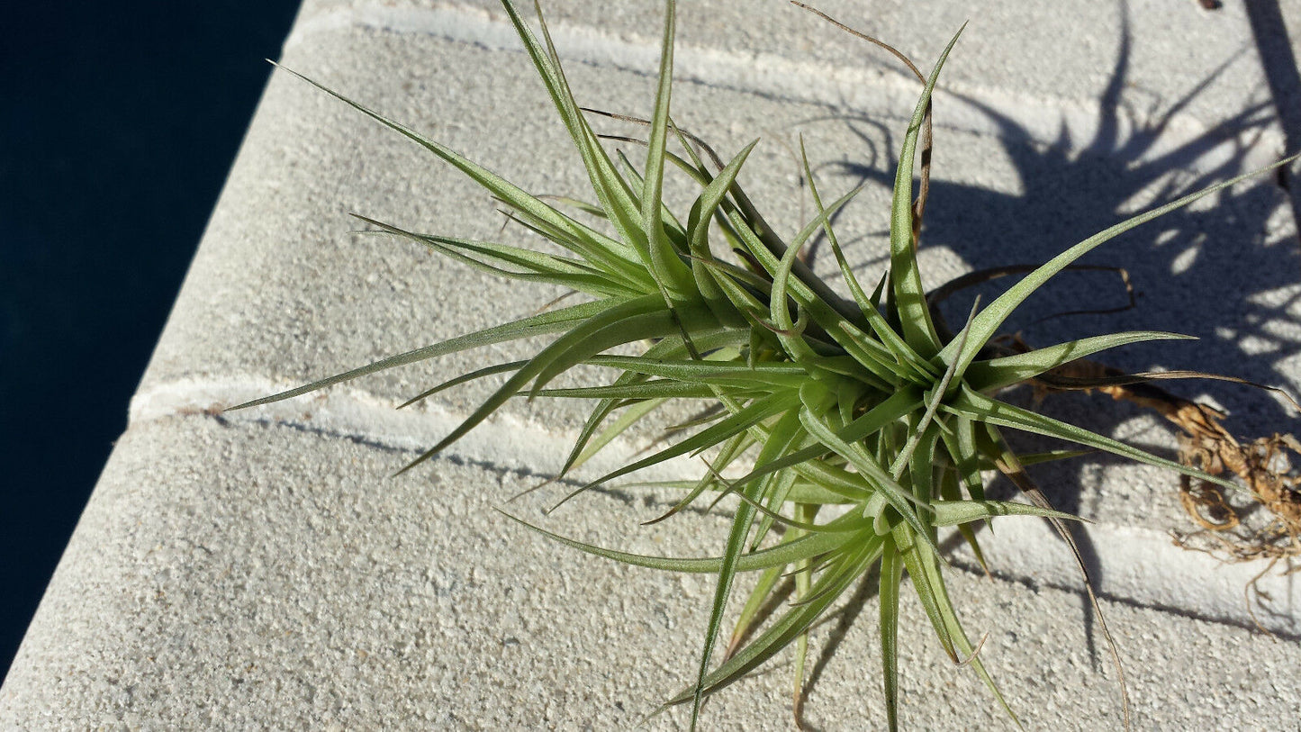 Bromeliad Tillandsia bergeri colony small size Tropical Air Plants