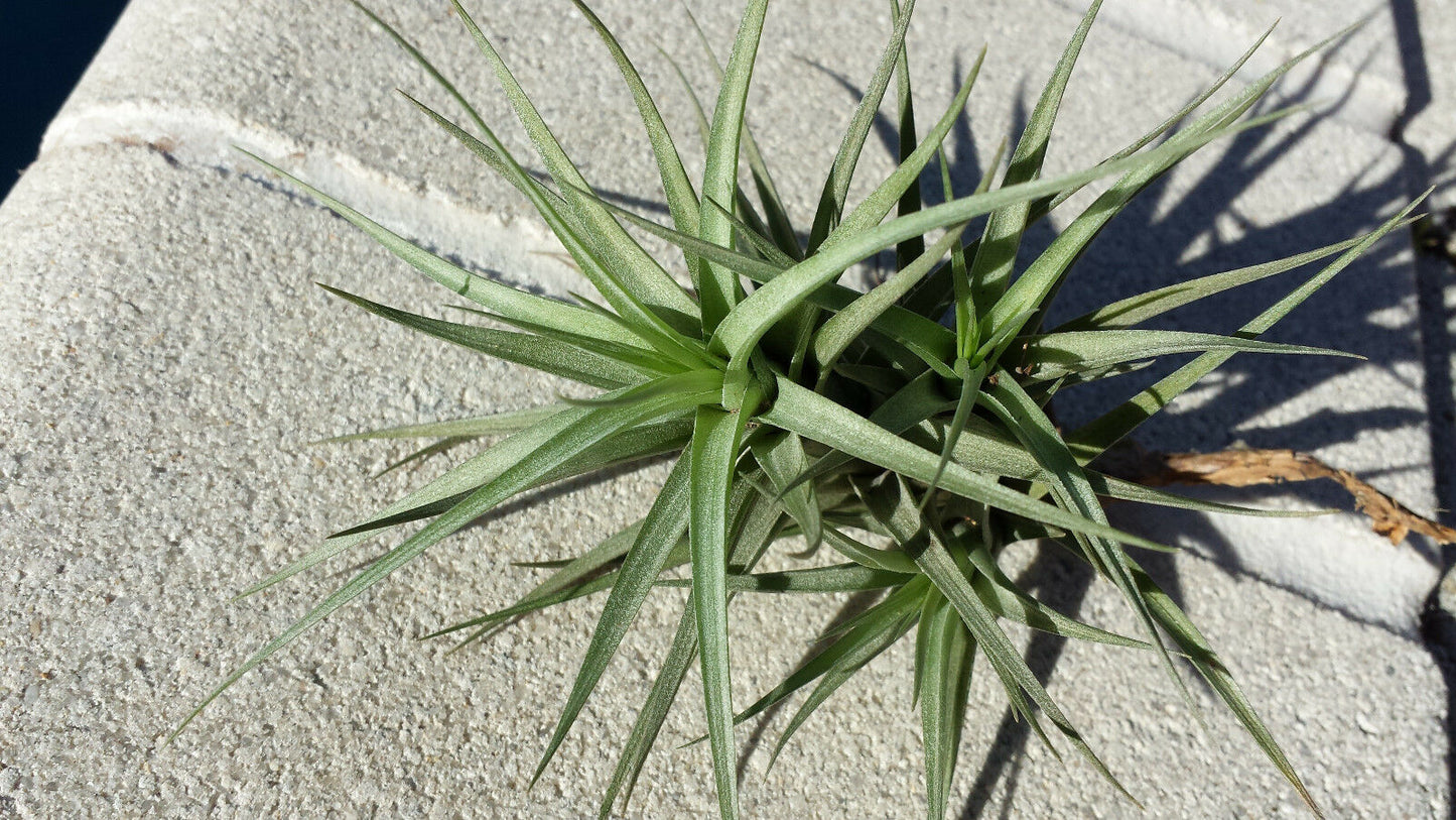 Bromeliad Tillandsia bergeri colony small size Tropical Air Plants