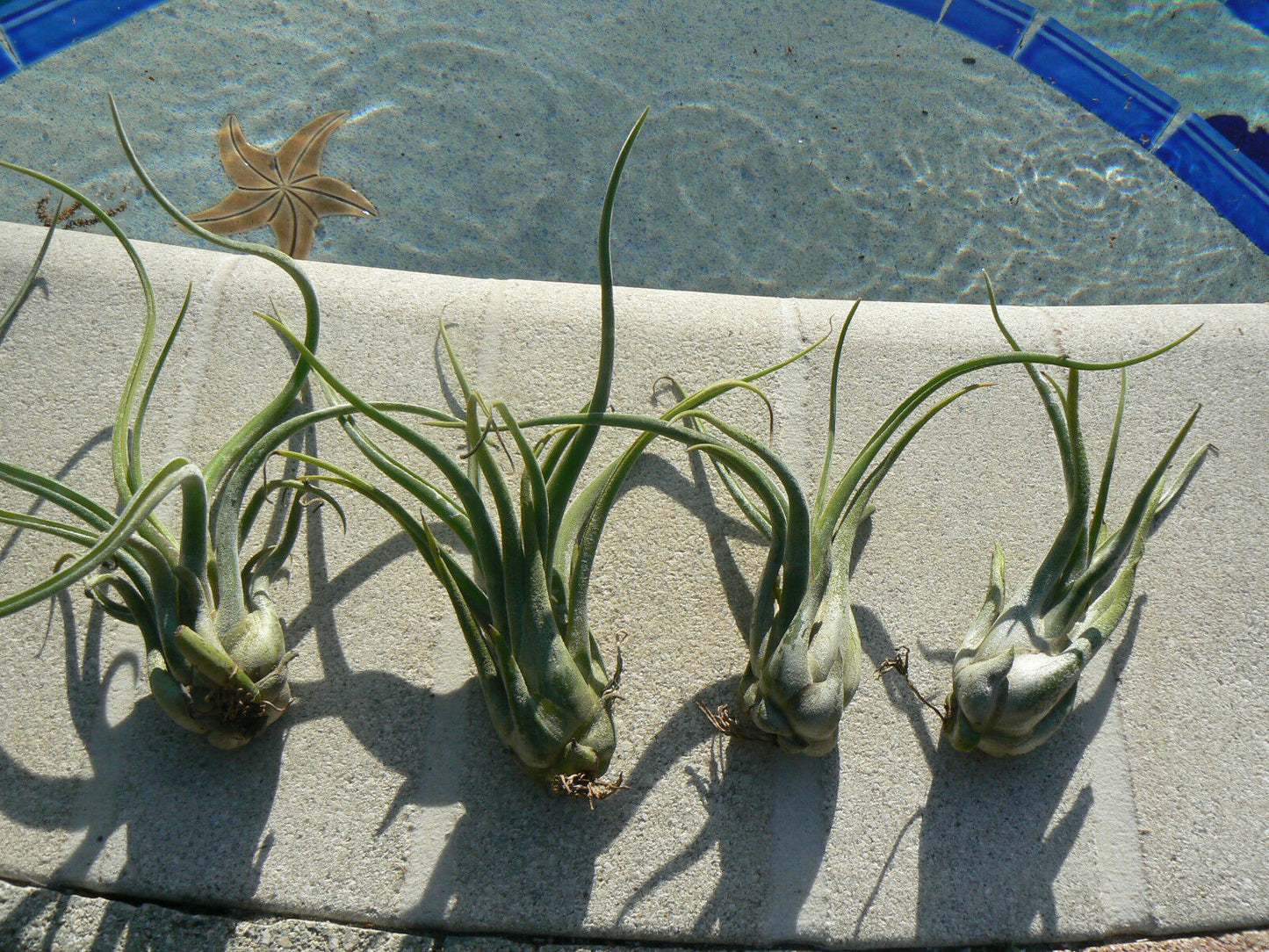 Bromeliad Tillandsia caput-medusae