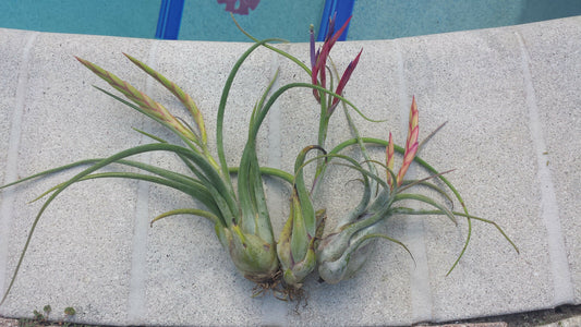 Bromeliad Tillandsia caput-medusae