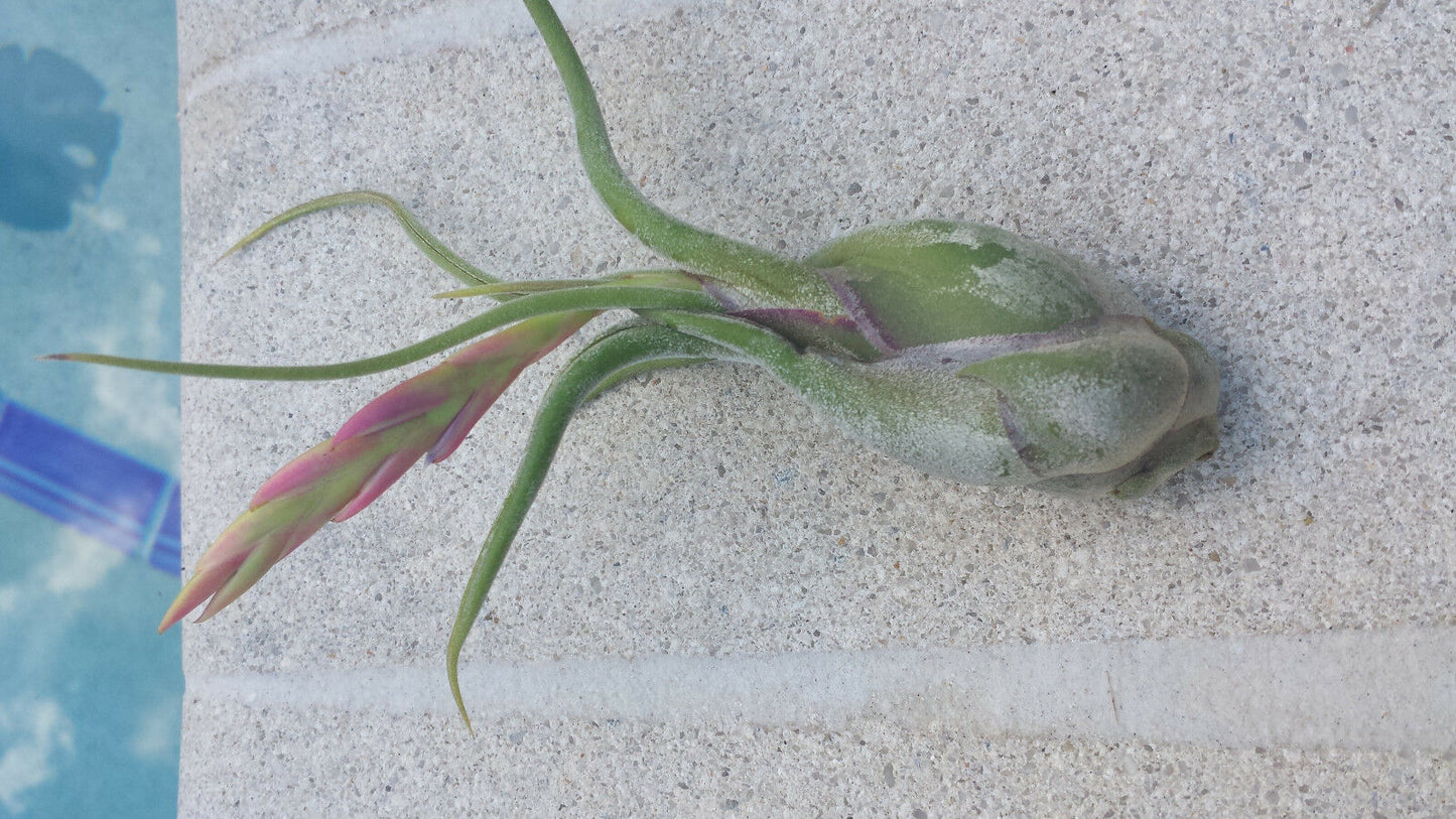 Bromeliad Tillandsia caput-medusae