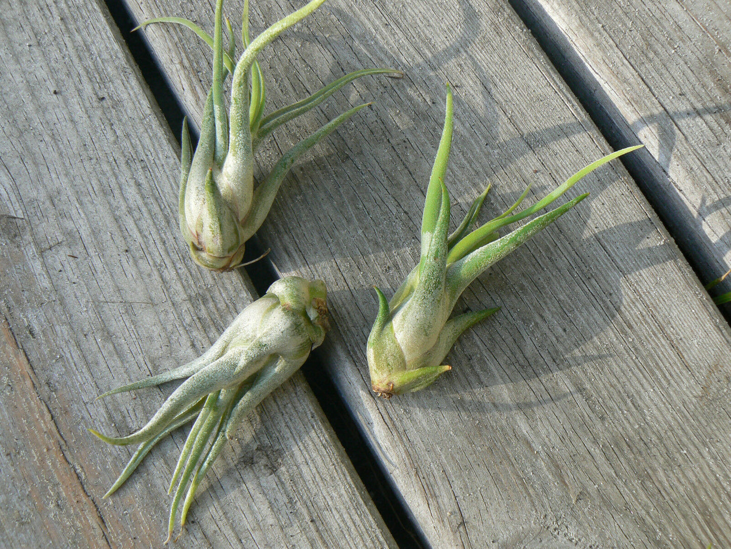 Bromeliad Tillandsia caput-medusae