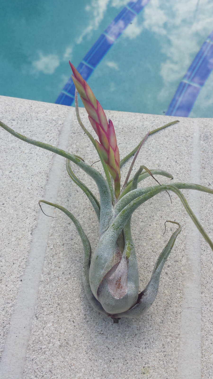 Bromeliad Tillandsia caput-medusae