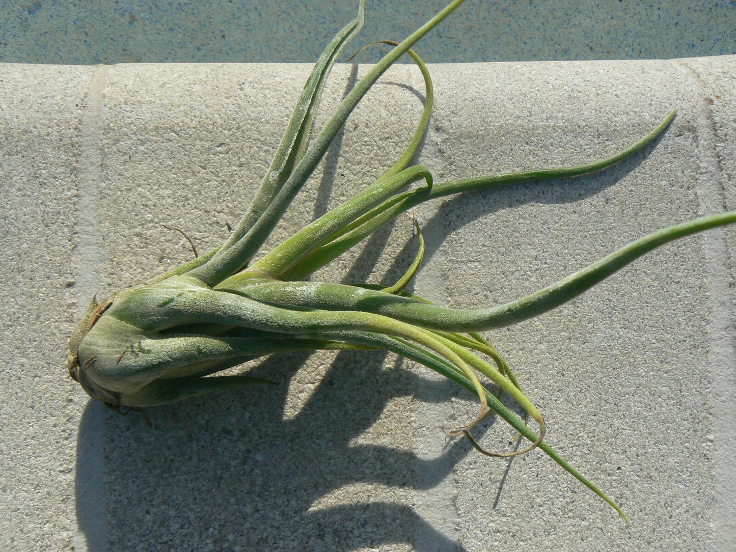 Bromeliad Tillandsia caput-medusae