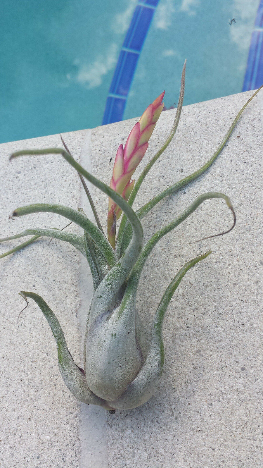 Bromeliad Tillandsia caput-medusae