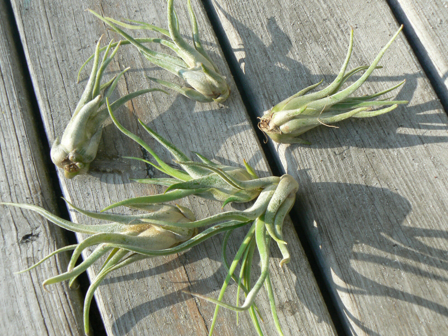 Bromeliad Tillandsia caput-medusae