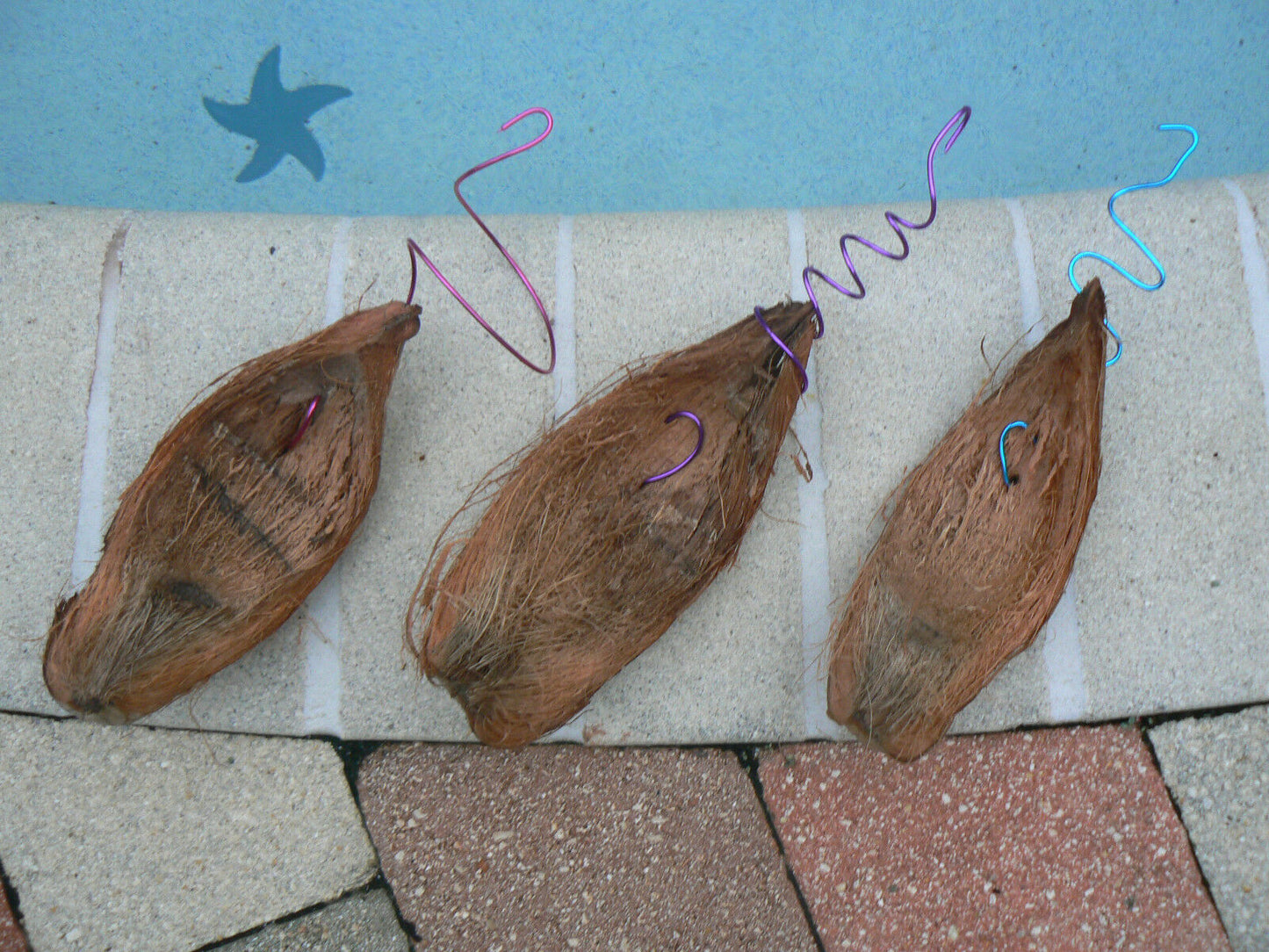 Three Pack Coconut Shell Husk Hanger for Orchid Tillandsia other Epiphyte