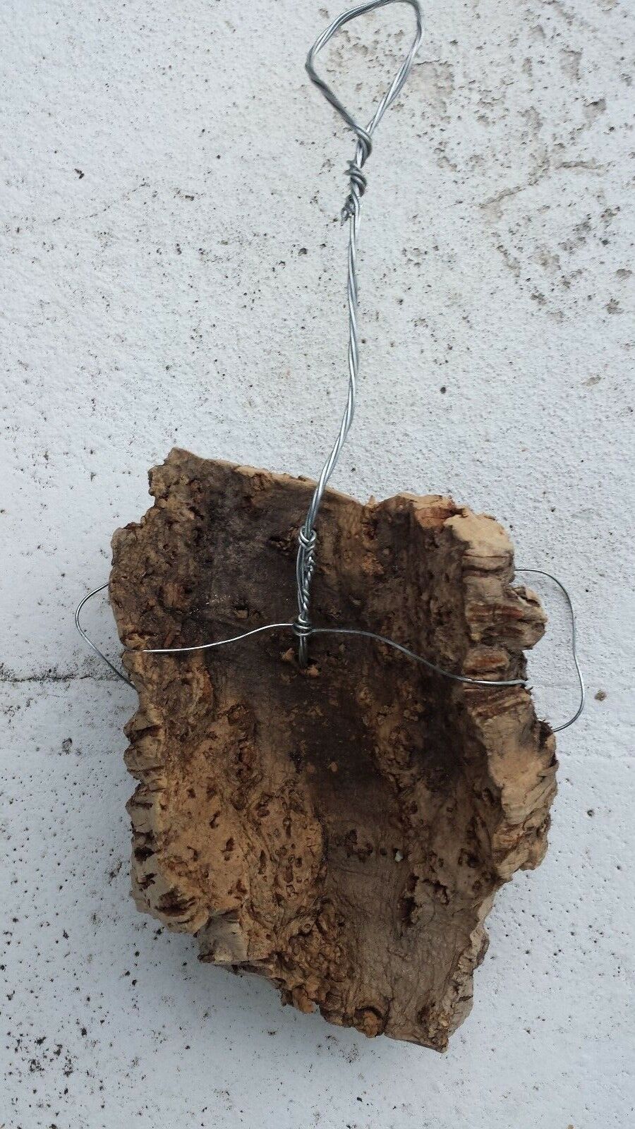 Cork Bark mounting with hanging mounting wire attached orchid air plant small size
