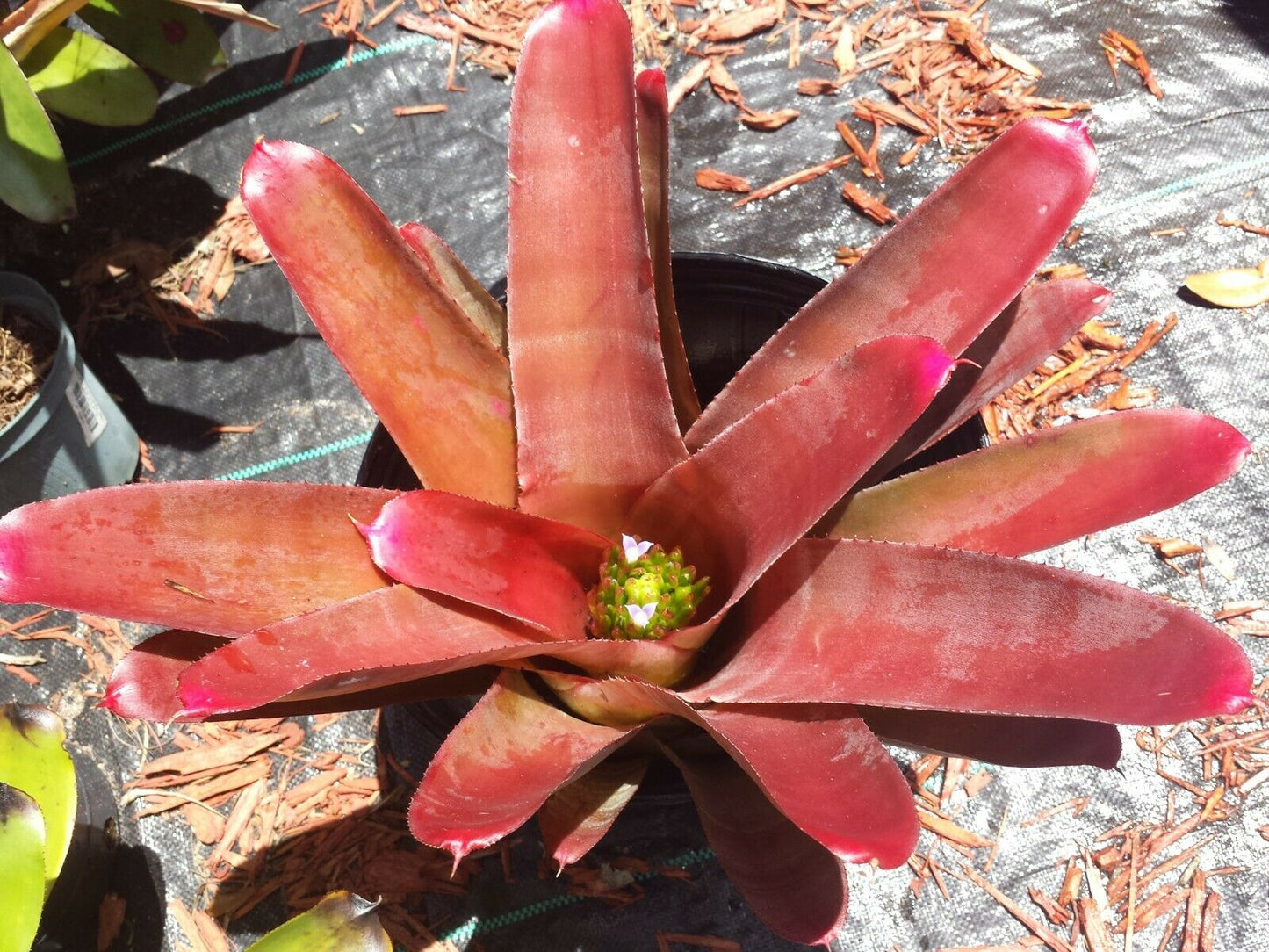Bromeliad Neoregelia cruenta rubra Exotic Tropical Plant