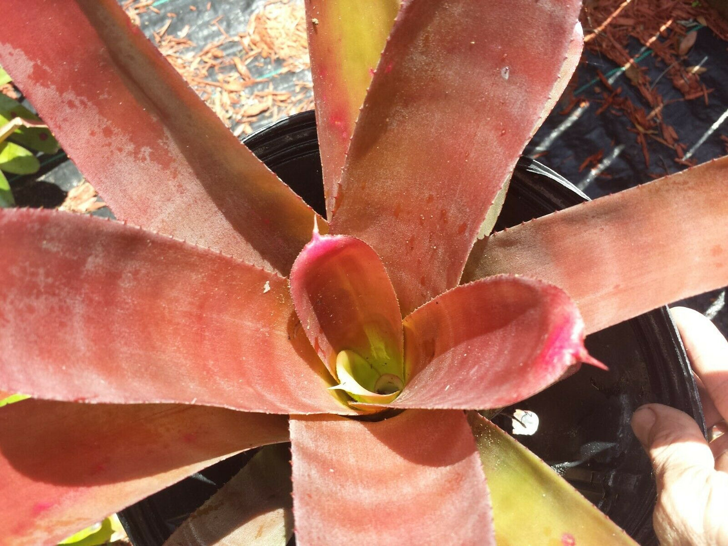 Bromeliad Neoregelia cruenta rubra Exotic Tropical Plant