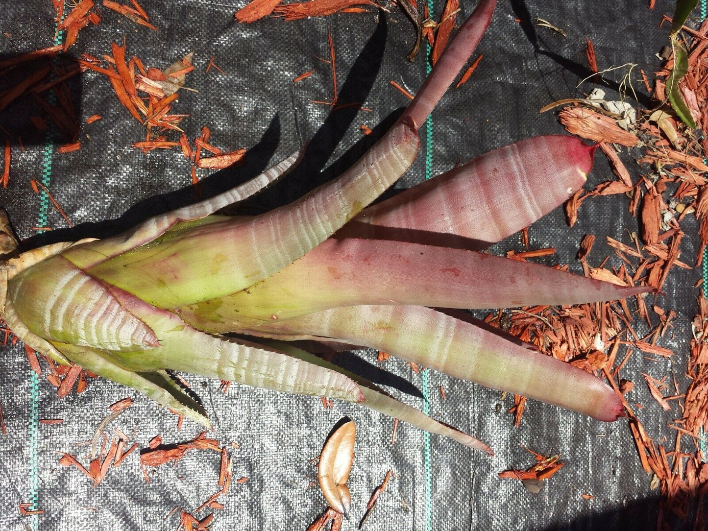 Bromeliad Neoregelia cruenta rubra Exotic Tropical Plant