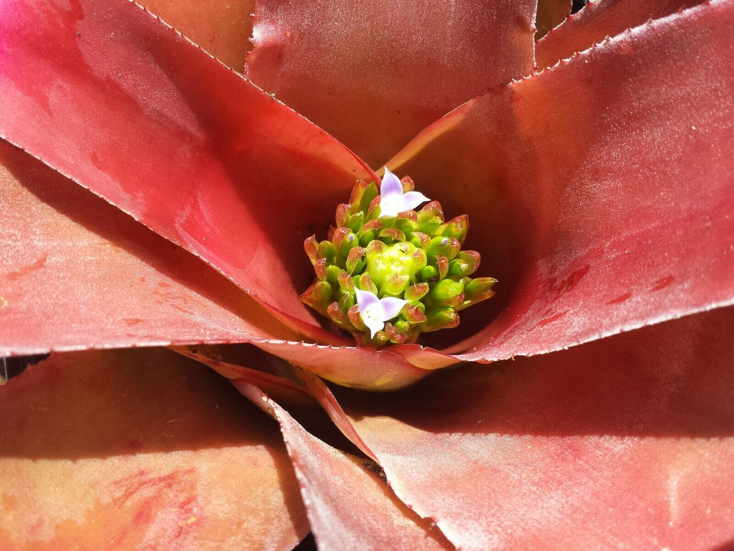 Bromeliad Neoregelia cruenta rubra Exotic Tropical Plant