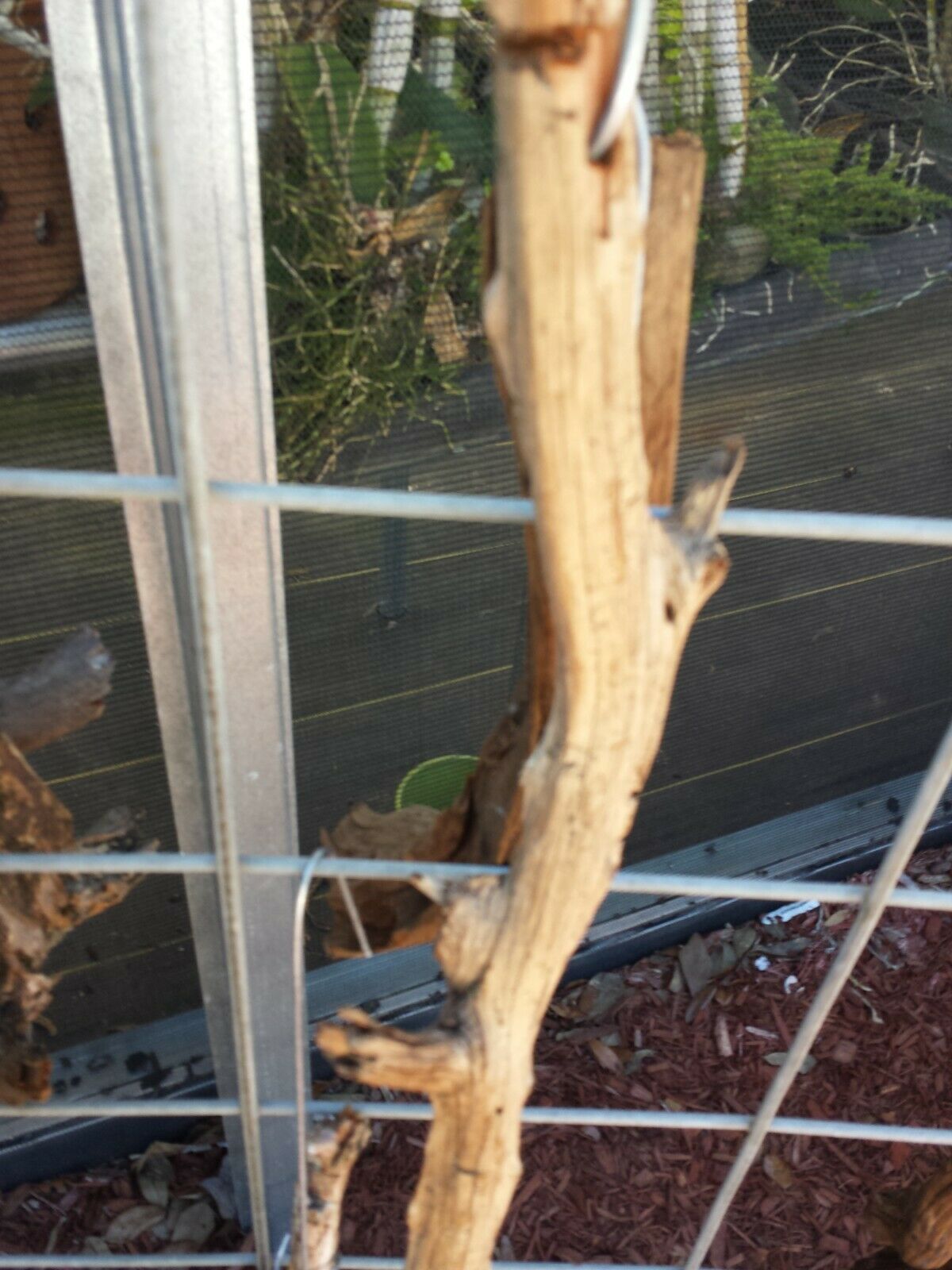 Driftwood mounting on hanging wire 16 to 18 inch for orchid and other epiphyte plants