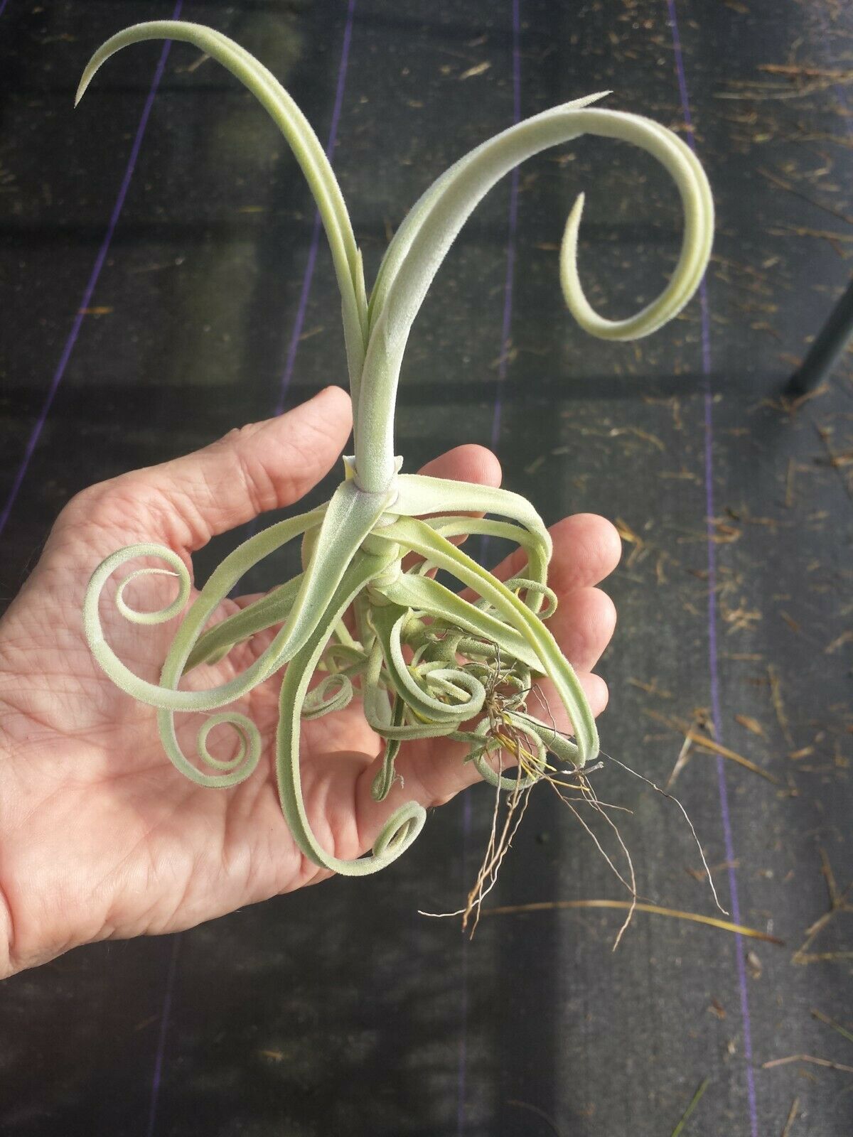 Tillandsia Duratii fragrant