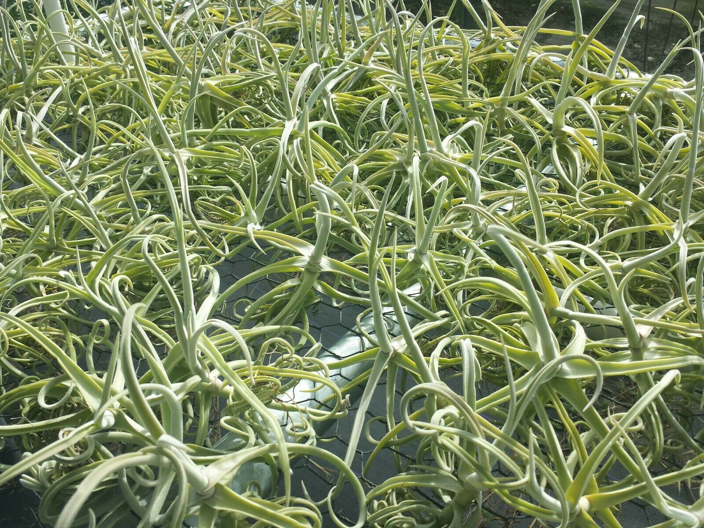Tillandsia Duratii fragrant