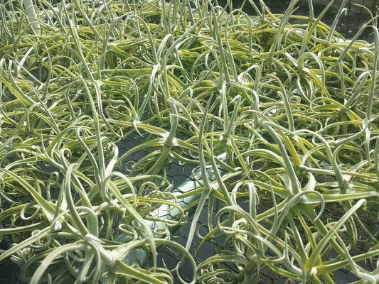 Tillandsia Duratii fragrant