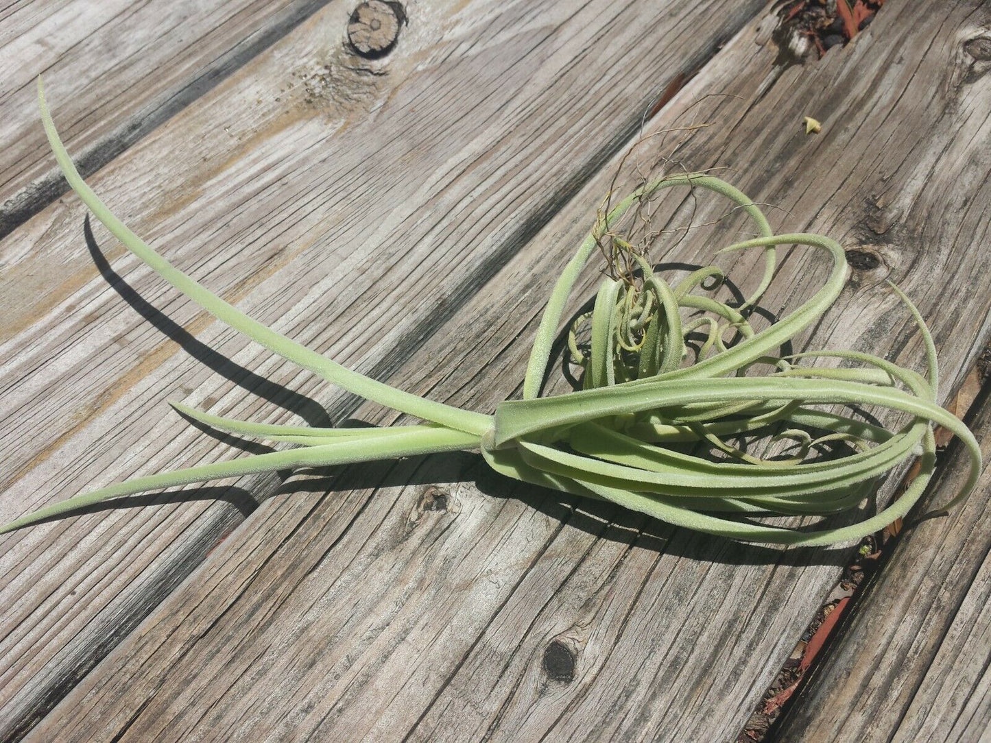 Tillandsia Duratii fragrant