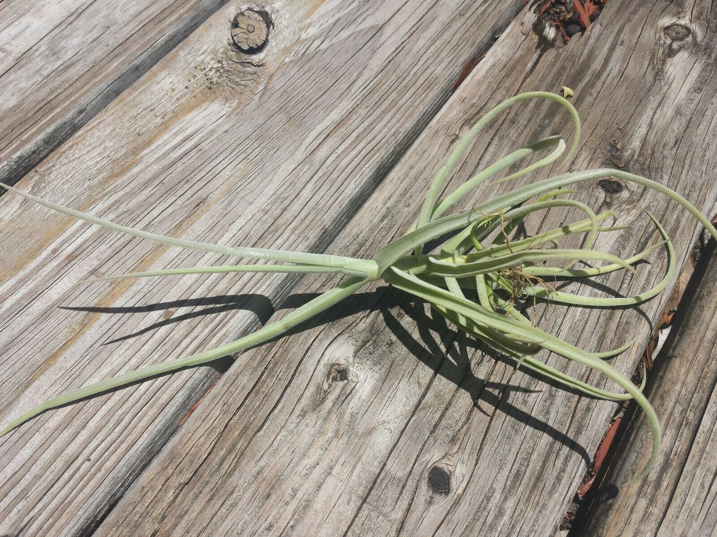 Tillandsia Duratii fragrant