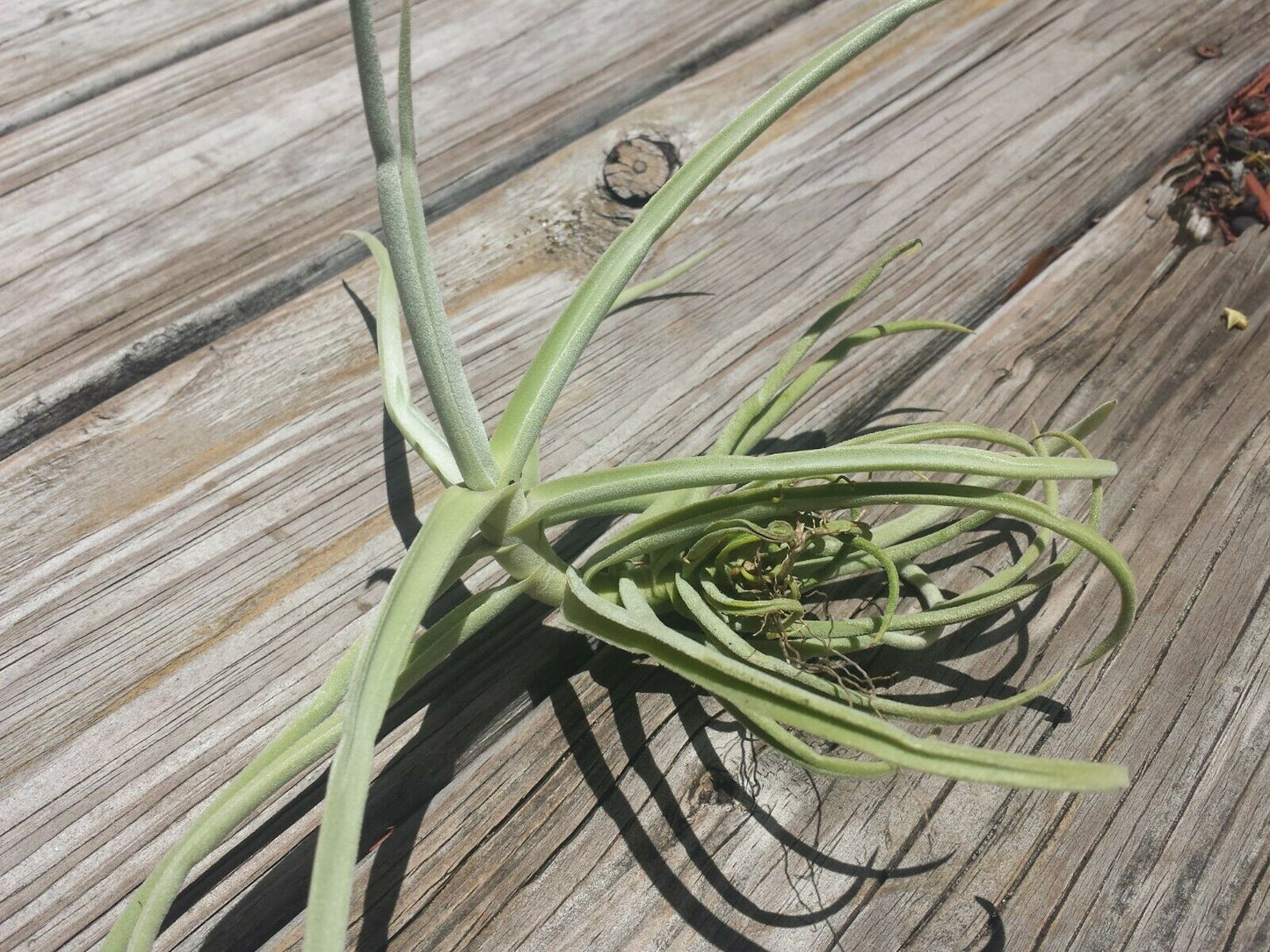 Tillandsia Duratii fragrant