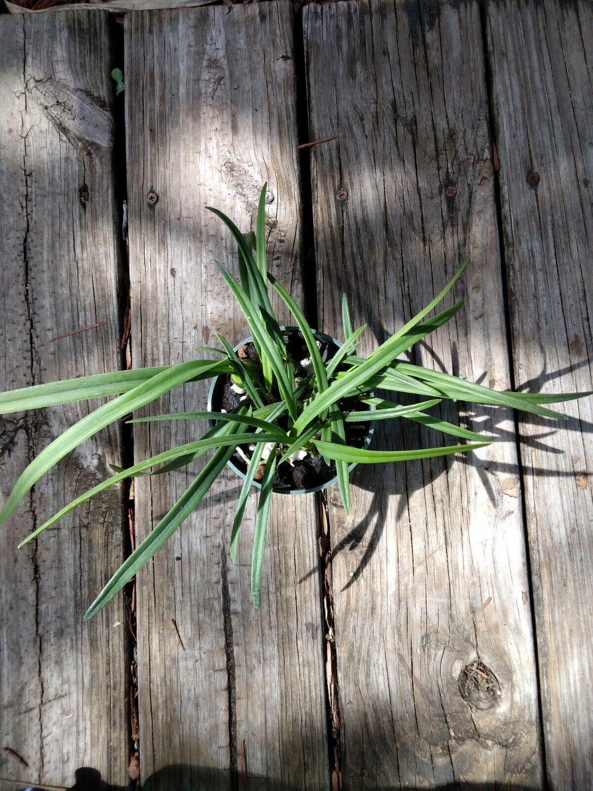 Encyclia tampensis alba Fragrant Orchid Florida Native