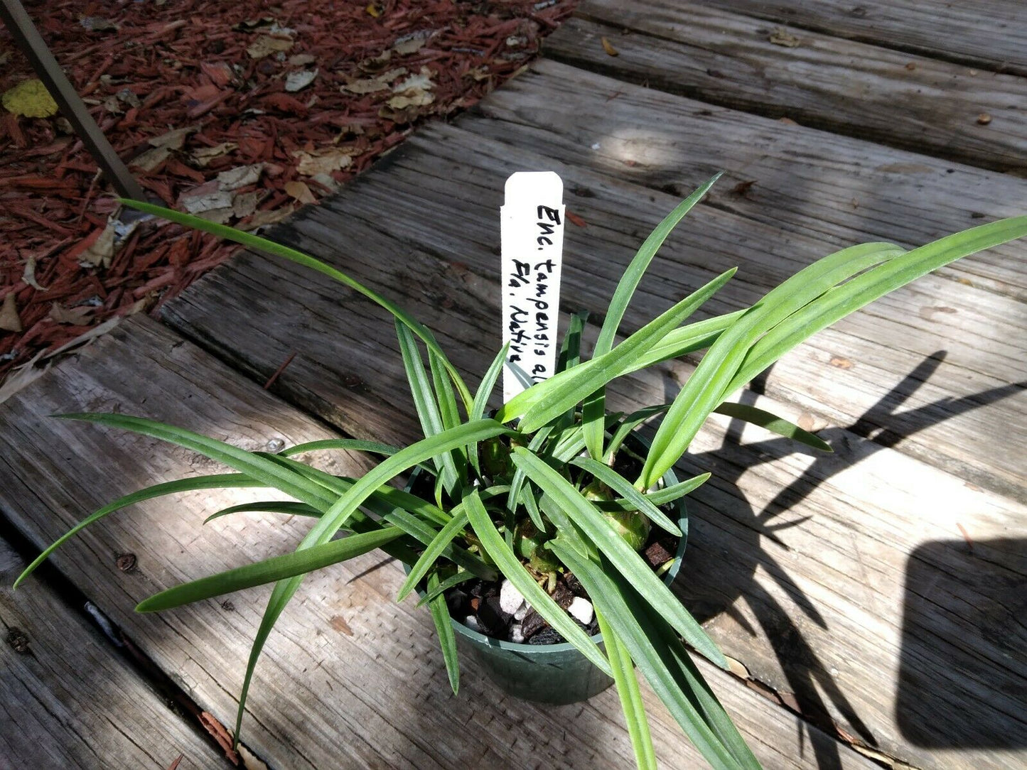 Encyclia tampensis alba Fragrant Orchid Florida Native
