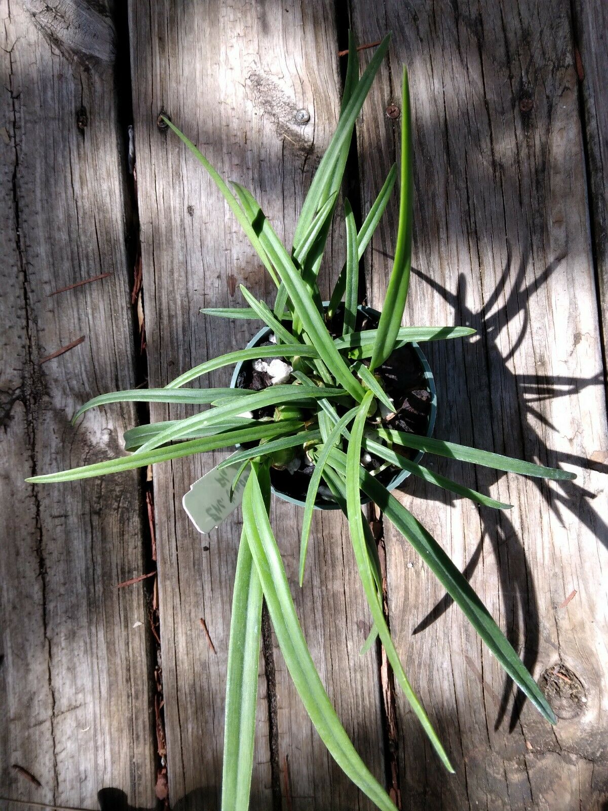 Encyclia tampensis alba Fragrant Orchid Florida Native