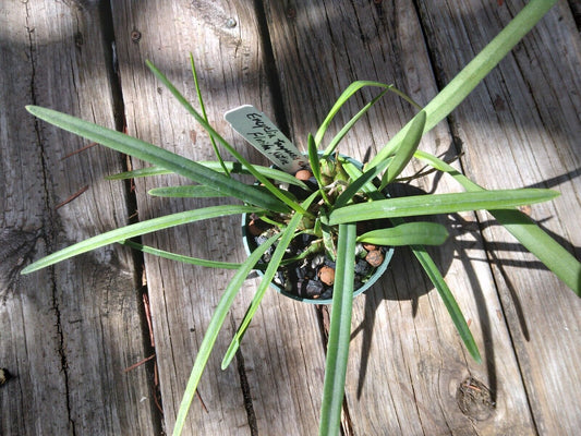 Encyclia tampensis alba Fragrant Orchid Florida Native