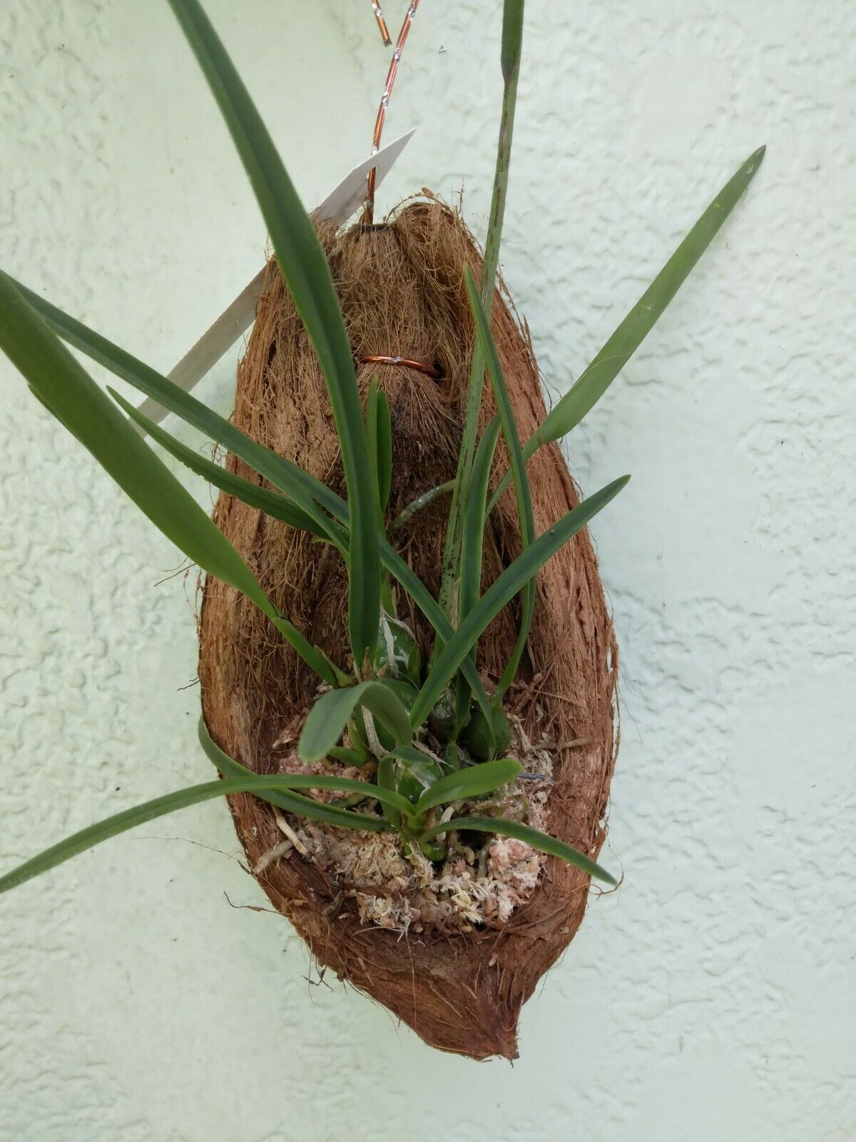 Encyclia tampensis alba Fragrant Native Orchid mounted on Coconut