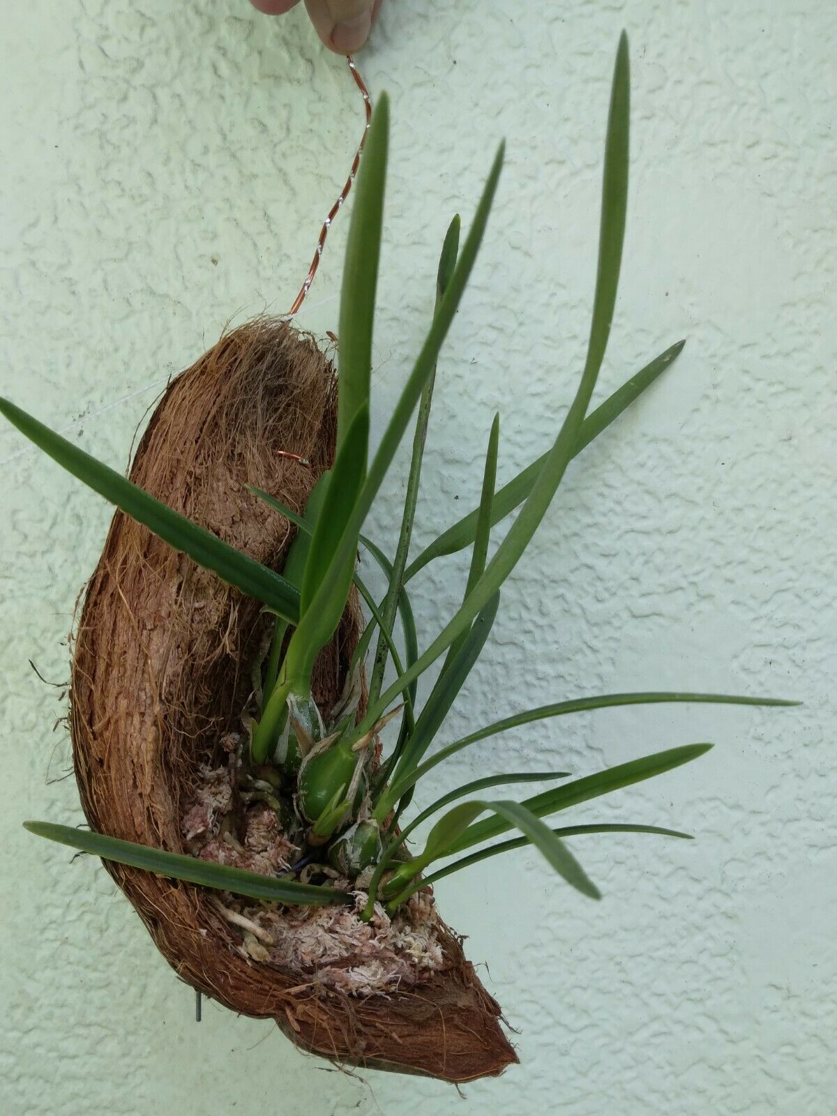 Encyclia tampensis alba Fragrant Native Orchid mounted on Coconut