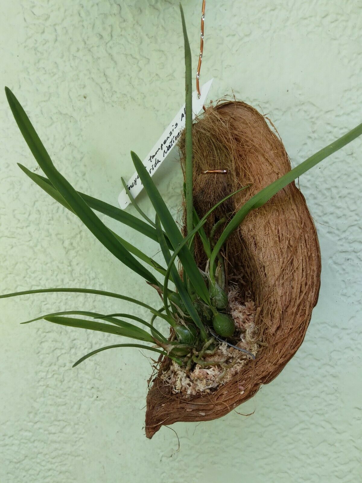 Encyclia tampensis alba Fragrant Native Orchid mounted on Coconut