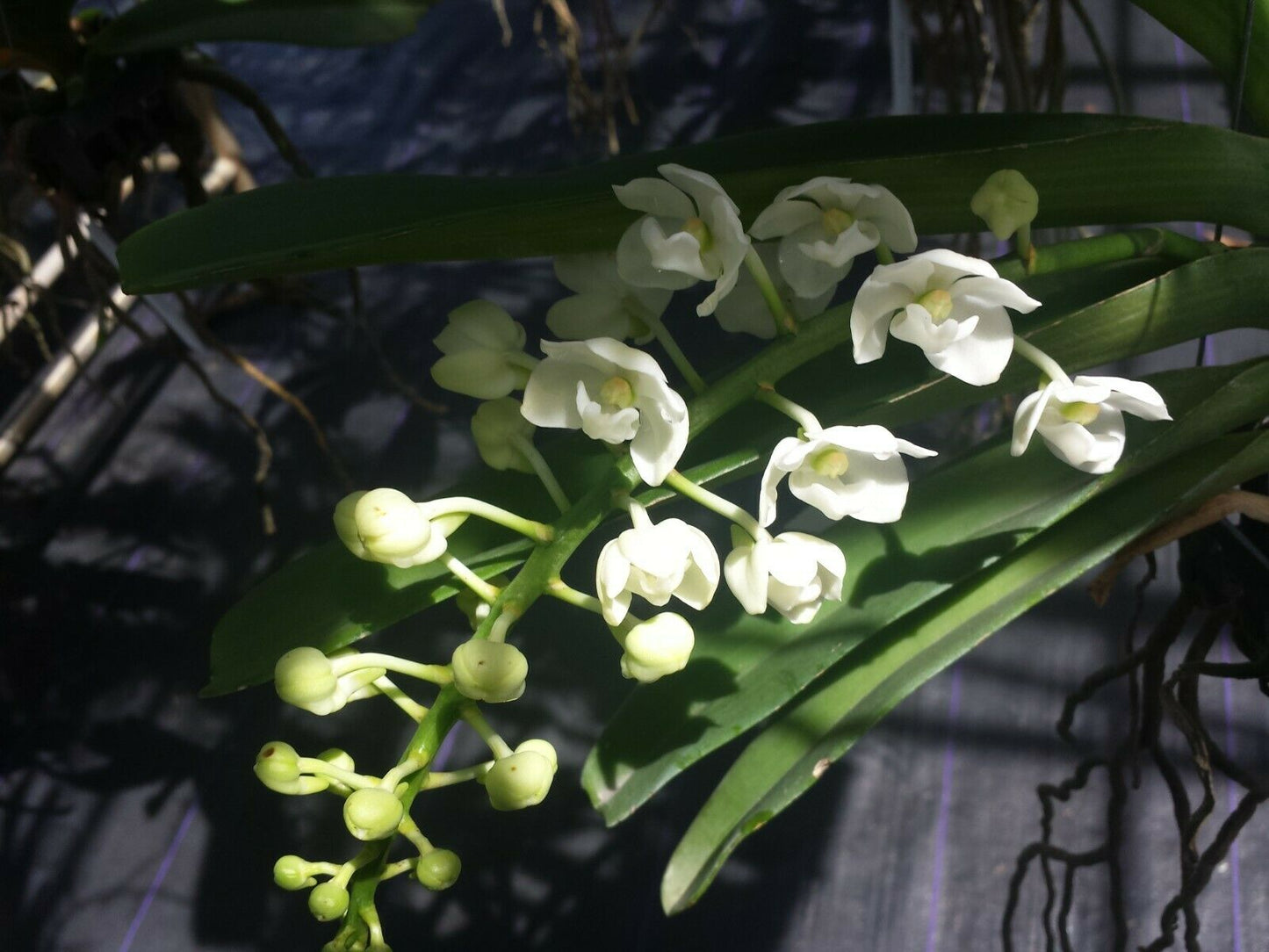 Vanda Rhynchostylis gigantea Alba