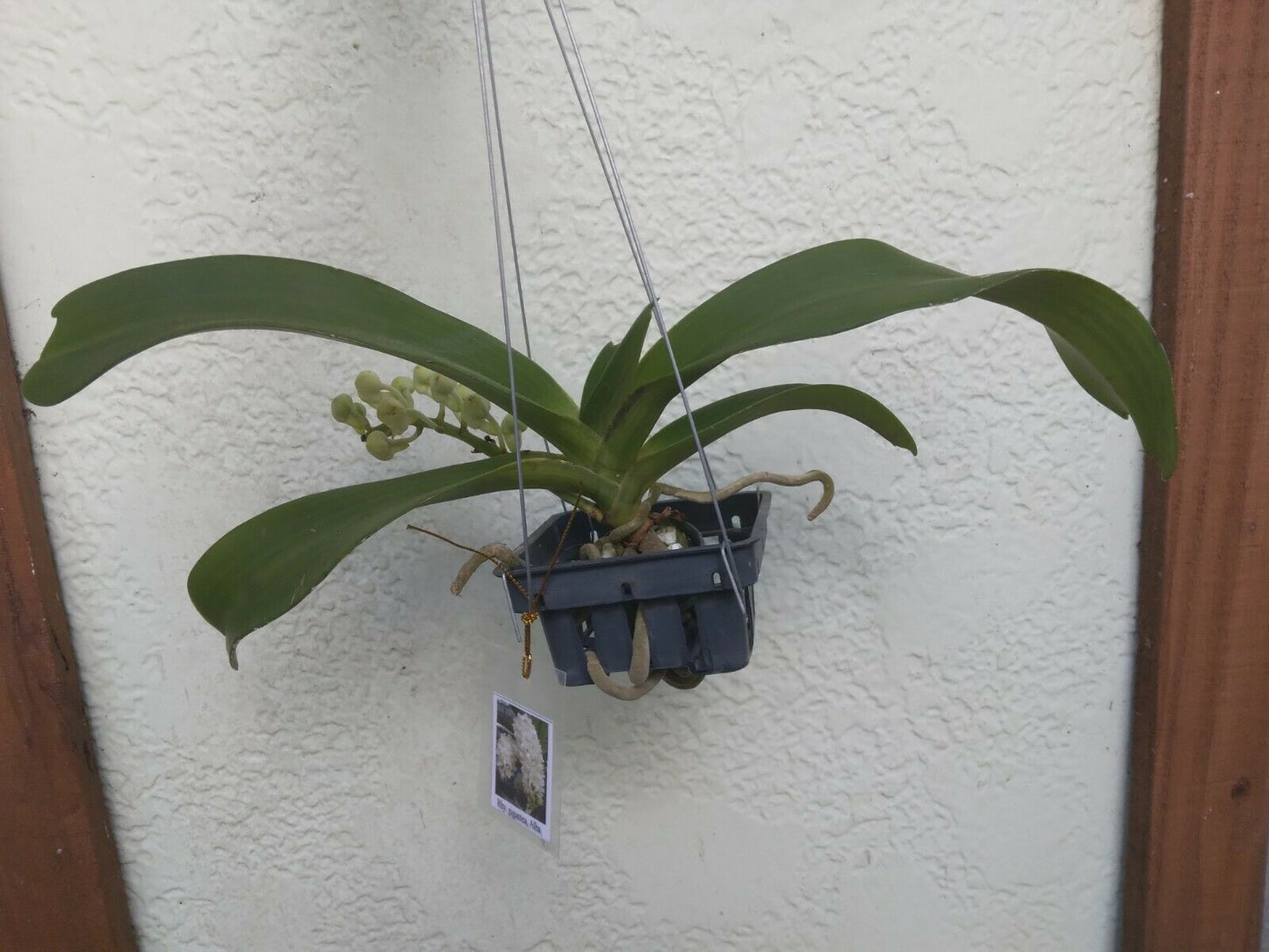 Vanda Rhynchostylis gigantea Alba