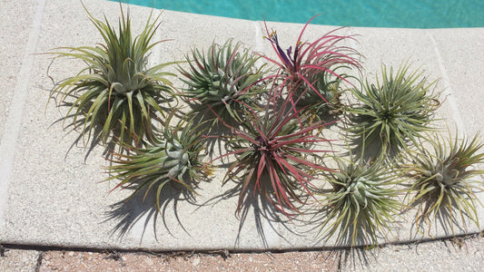 Bromeliad Tillandsia ionantha Guatemalan large size two pack