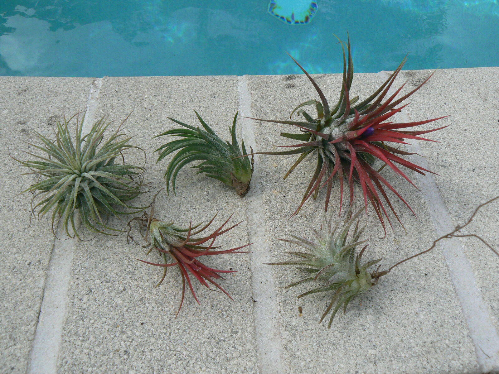 air plant tillandsia bromeliads Bromeliad Tillandsia ionantha 5 Five pack Tropical Air Plant
