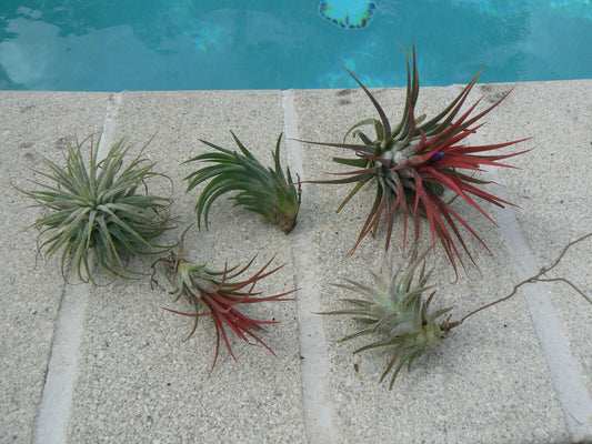 Bromeliad Tillandsia ionantha 5 Five pack Tropical Air Plant