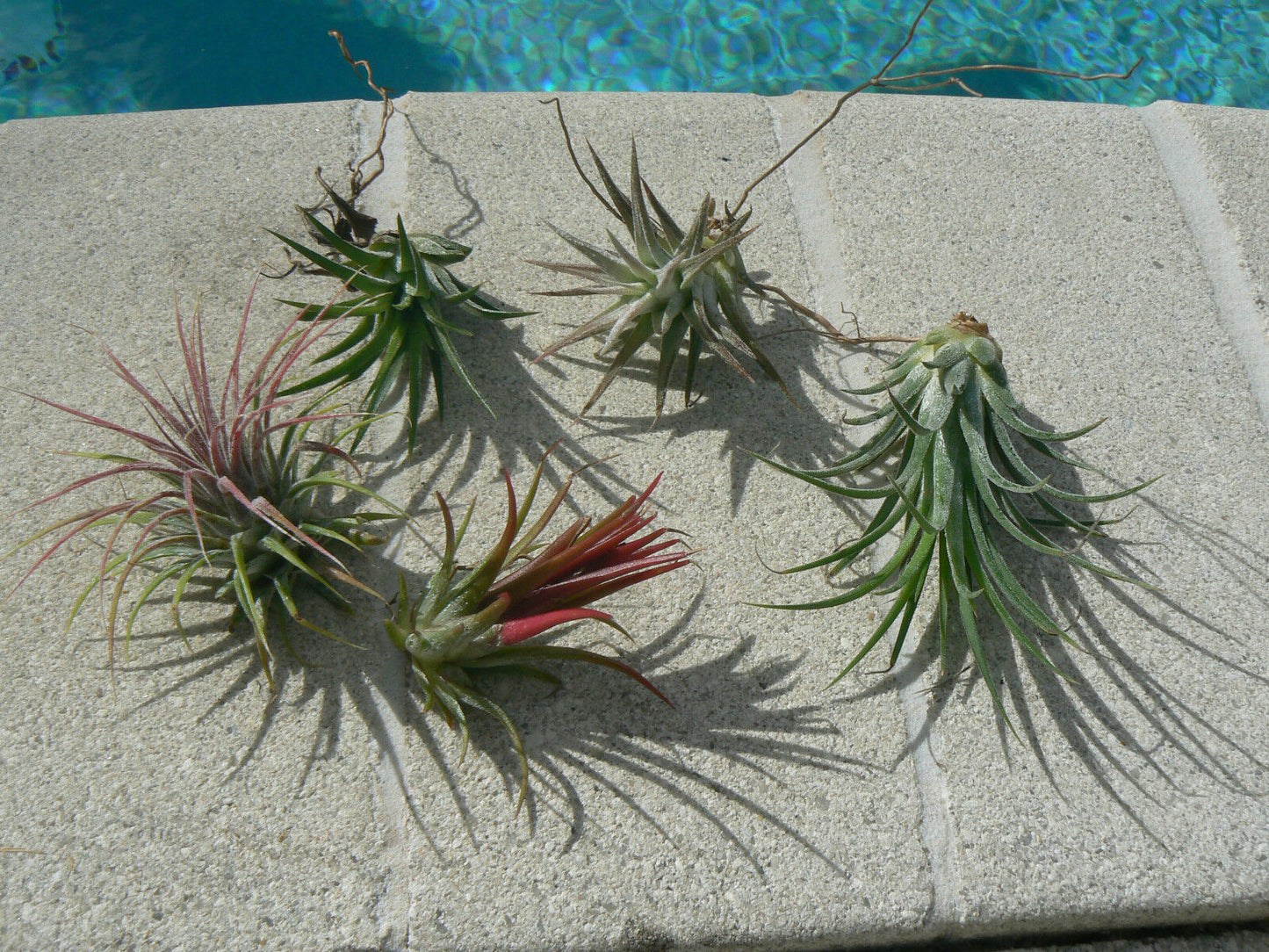 Bromeliad Tillandsia ionantha 5 Five pack Tropical Air Plant