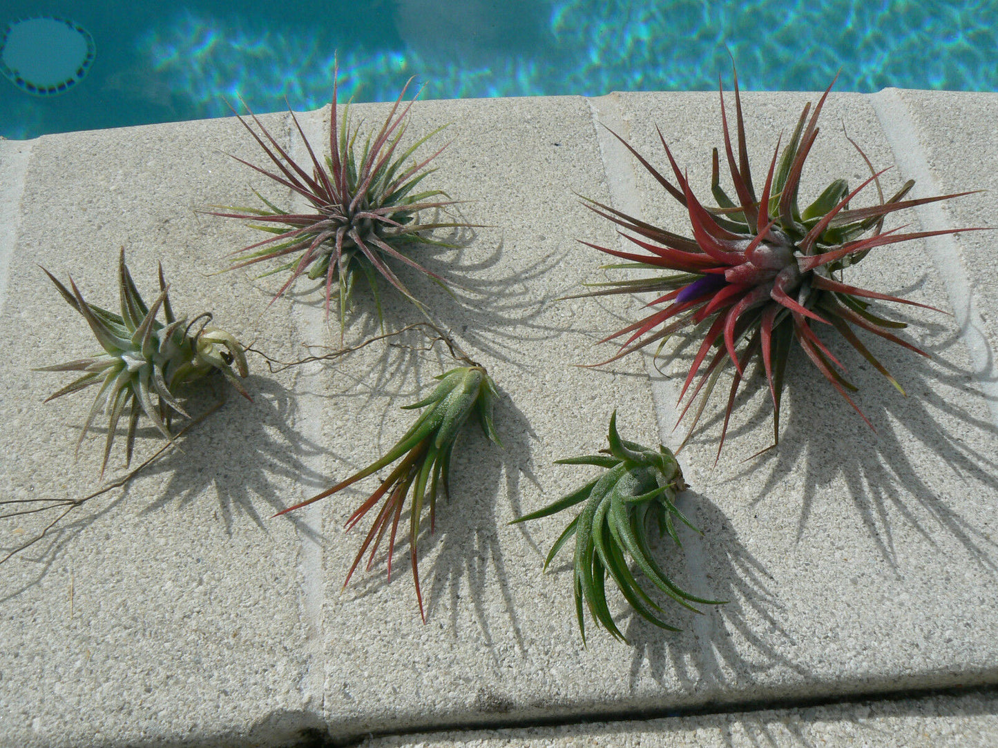 Bromeliad Tillandsia ionantha 5 Five pack Tropical Air Plant