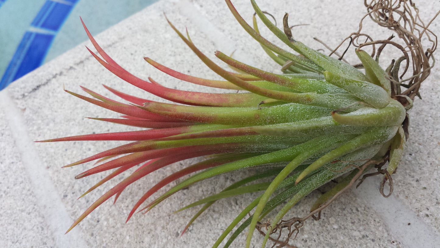 Bromeliad Tillandsia ionantha Honduras Air Plant 2 pack