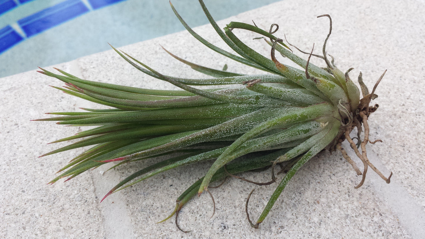 Bromeliad Tillandsia ionantha Honduras Air Plant 2 pack