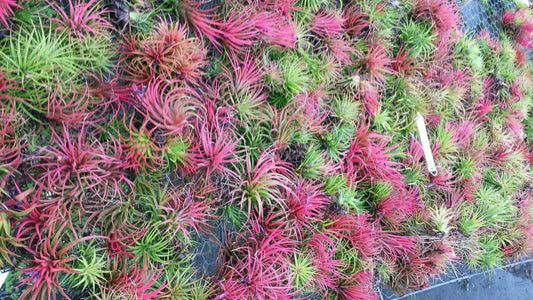 Bromeliad Tillandsia ionantha Rubra 2 plant pack