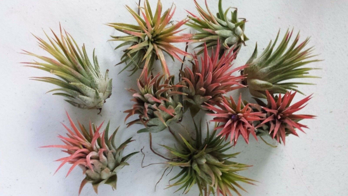 Bromeliad Tillandsia ionantha Rubra 2 plant pack