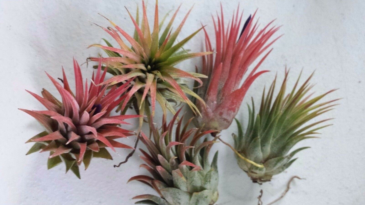 Bromeliad Tillandsia ionantha Rubra 2 plant pack