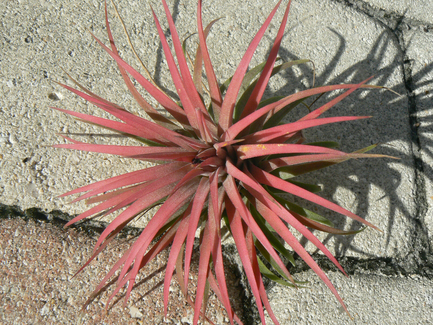 Bromeliad Tillandsia ionantha Rubra Air Plant