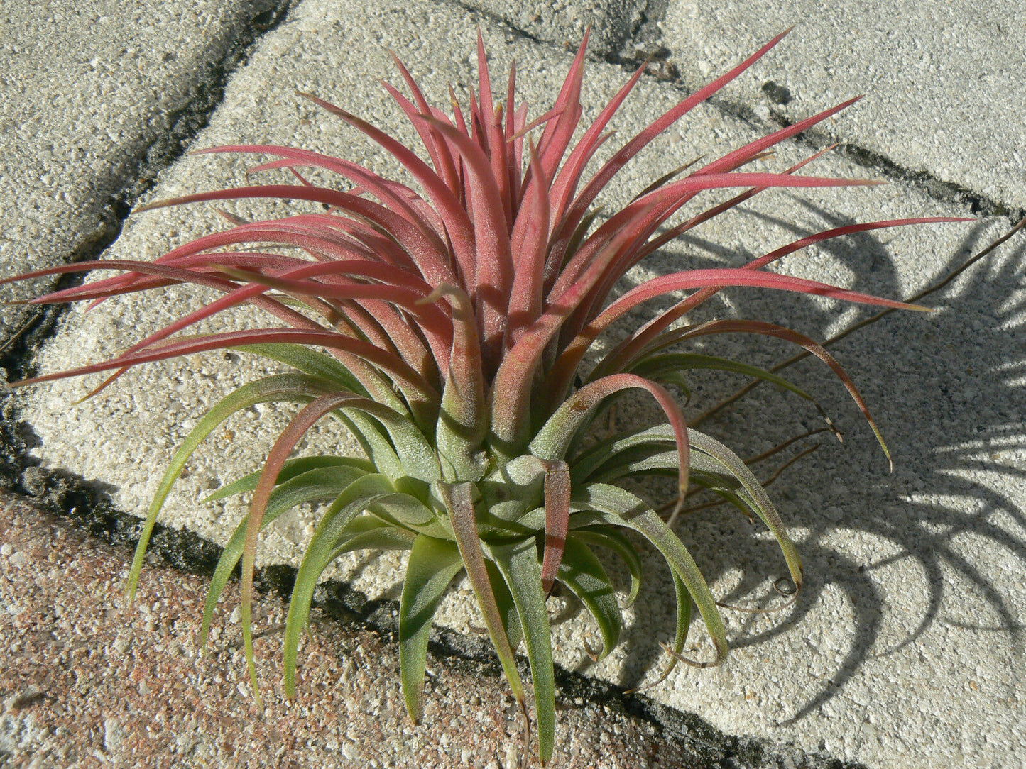 Bromeliad Tillandsia ionantha Rubra Air Plant