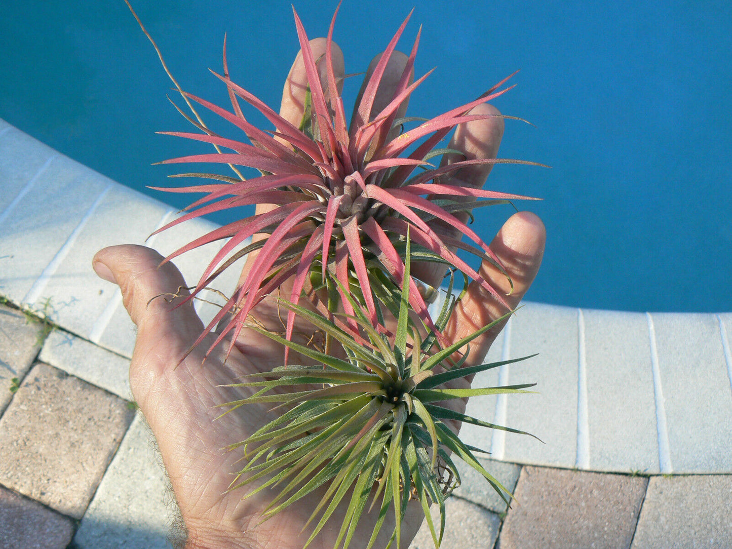 Bromeliad Tillandsia ionantha Rubra Air Plant