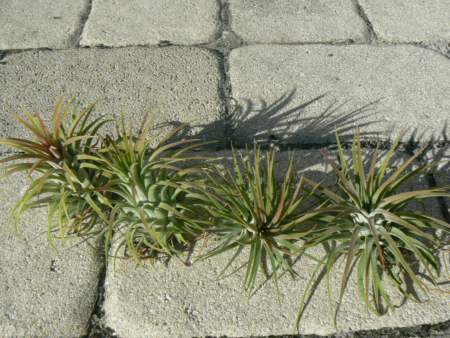 Bromeliad Tillandsia ionantha Rubra Air Plant