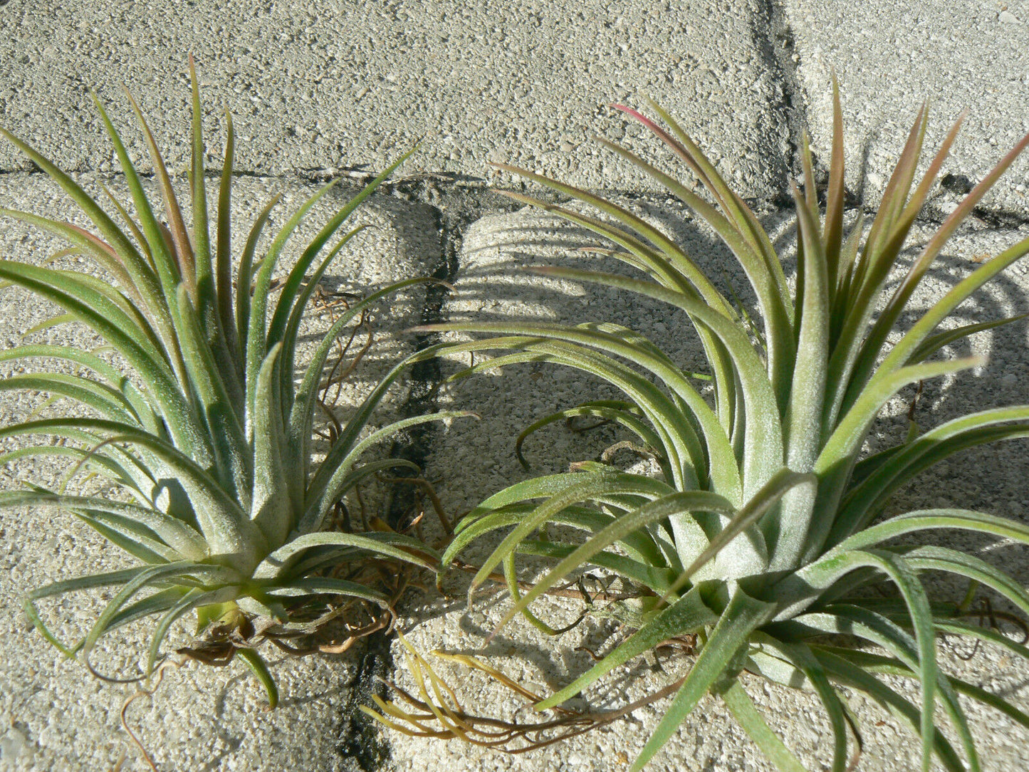 Bromeliad Tillandsia ionantha Rubra Air Plant